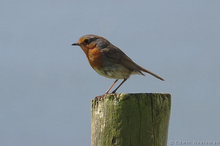 ENE-20070513-0011.jpg - [nl] Roodborst ( Erithacus rubecula ) | Aird of Sleat, Sleat, Isle of Skye, Schotland[en] Robin ( Erithacus rubecula ) | Aird of Sleat, Sleat, Isle of Skye, Scotland